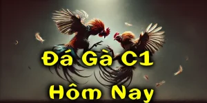 Đá gà C1 Hôm Nay